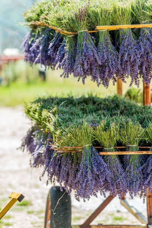la lavanda